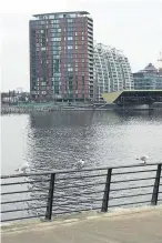  ??  ?? ●●Black headed gulls at Media City