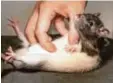  ?? Foto: dpa ?? Ratten sind kitzlig.