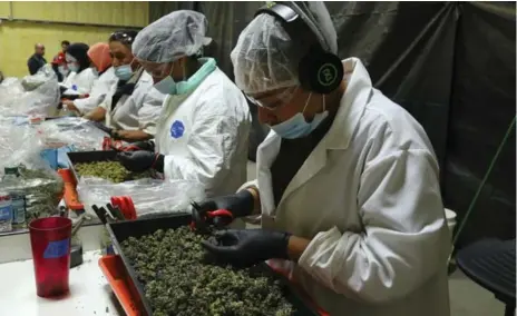  ?? JIM WILSON PHOTOS/THE NEW YORK TIMES ?? Workers who used to tend raspberry plants now sit in rows trimming leaves from harvested cannabis buds at Harborside Farms in Salinas, Calif.