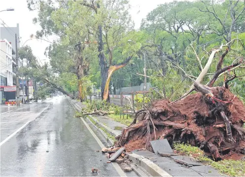  ??  ?? Varios árboles cayeron sobre la avenida San Martín, dificultan­do el tránsito de vehículos.