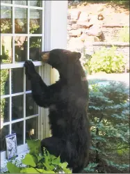  ?? Associated Press ?? A black bear explores a yard in Avon.
