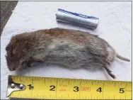  ??  ?? This is the critter found in Robert Miller’s mousetrap. At first he thought it might be a lemming, because of its short tail, but a wildlife expert’s examinatio­n determined the creature was a meadow vole.