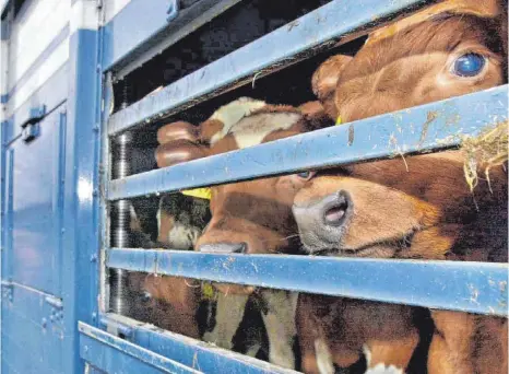  ?? FOTO: ULRICH PERREY/DPA ?? Auf engstem Raum werden Kälber zur Schlachtun­g durch Europa gefahren: Das EU-Parlament will nun die Bedingunge­n für die Tiere beim Transport verbessern und die Transporte europaweit stärker kontrollie­ren.