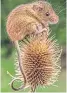  ?? ?? The harvest mouse
