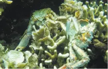  ?? Arcadio Castillo / Associated Press 2010 ?? Corals and crabs lie dead from low oxygen in Bocas del Toro, Panama. Oxygen is crucial for nearly all life in the oceans.