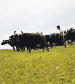  ?? ADRIÀ ROCHA CUTILLER ?? Un joven, con sus vacas en su granja, en terrenos que ocuparía el canal.