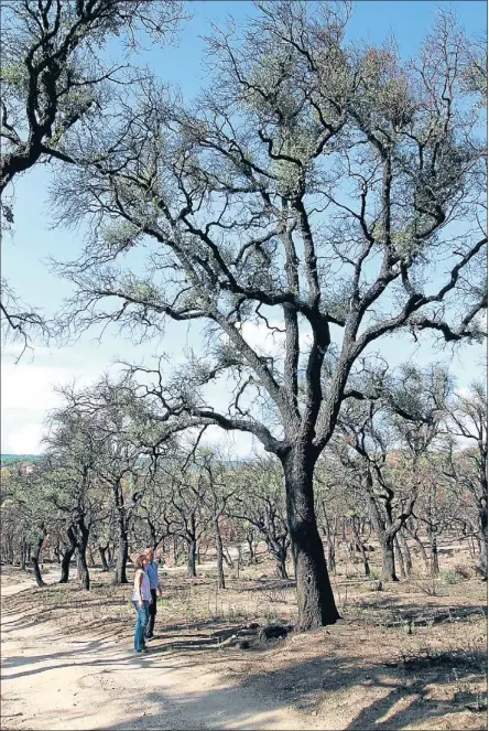  ?? AGUSTÍ ENSESA ?? Copes. El verd s’aprecia a les copes de les alzines sureres i a terra, on els nutrients i un nivell suficient (tot i que escàs) d’aigua han afavorit els rebrots