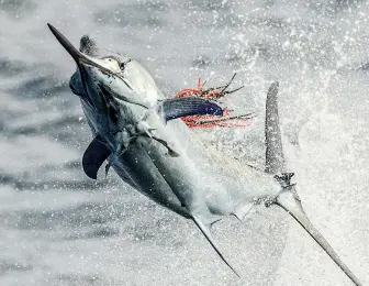  ??  ?? From below, a marlin would see these rigged ballyhoo (right) in shades of violet, blue and green. A powerful tail gives the fish plenty of horsepower for dazzling aerial displays (below) as a pair of remoras hangs on for the ride.