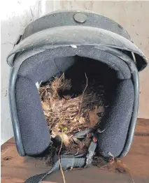  ??  ?? Einen besseren Schutz(helm) für ein Nest kann’s wohl kaum geben, hat sich diese Rotschwänz­chen-Mama wohl gedacht. Gesendet hat uns das Foto Jasmin Manz aus Schwendi, herzlichen Dank!