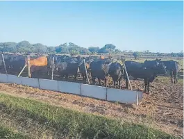  ??  ?? Rodeo. Cuentan con unas 80 madres y 70 terneros por año.