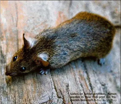 Ratten Vergasen Im Park Pressreader