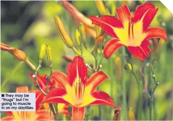  ??  ?? They may be “thugs” but I’m going to muscle in on my daylilies.