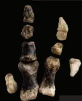  ??  ?? Fossils of the claw of Limusaurus­inextricab­ilis . Through comparativ­e research of dinosaur fossils and modern avian embryos, Xu Xing and his team concluded that the innermost “thumb” and the outermost “little finger” of dinosaurs were gradually lost as they evolved into birds.