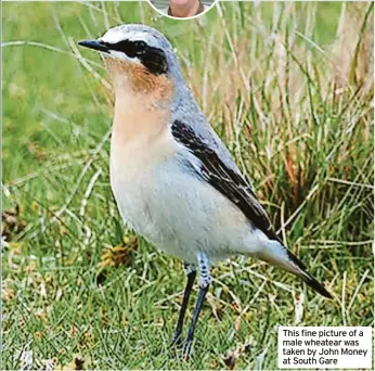  ?? ?? This fine picture of a male wheatear was taken by John Money at South Gare