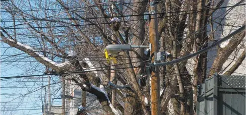  ?? JACQUES NADEAU LE DEVOIR ?? La vie des arbres en milieu urbain est réduite, notamment en raison des tailles sévères qu’ils subissent pour protéger le réseau d’Hydro-Québec.