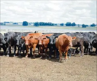  ??  ?? GANADERÍA. No existe garrapata invencible, dicen los veterinari­os, hay que usar bien los productos.