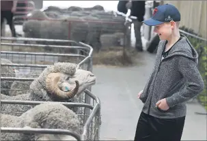  ?? Picture: PAUL CARRACHER ?? GOOD TIMES: Will Jamieson enjoys the inaugural Wimmera Autumn Merino Sheep Show in Horsham earlier this year.