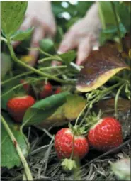  ?? PAT WELLENBACH — THE ASSOCIATED PRESS FILE ?? This file photo shows strawberri­es as they are picked from the patch at Popp’s pick-your-own farm in Dresden, Maine. Trimming the roots and then setting a strawberry plant in the ground with just the upper part of its crown, the knob where leaves are...