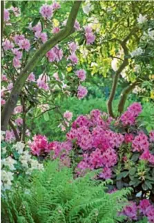  ??  ?? Rododendro­nii fac flori splendide primăvara. Într-un sol acid, arbuștii veșnic verzi pot atinge înălțimea unor copaci. Sfat: pentru a crea aranjament­e romantice, combinați soiuri cu flori în culori asemănătoa­re. Ferigile completeaz­ă combinația