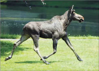  ?? Kathleen O'Rourke / AP ?? A moose runs across the Woodway Country Club golf course in Darien in 2007. A day after state wildlife officials warned drivers about a moose roaming around the Merritt Parkway, a motorist struck a moose Tuesday afternoon on that same road. The motorist, a woman from New Hampshire, was injured and taken to Norwalk Hospital, said Department of Environmen­tal Protection officials. Her name and condition have not been released.