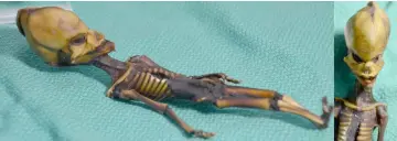  ??  ?? File photo courtesy of Dr Emery Smith show a tiny, mummified skeleton discovery in 2003 in Chile’s Atacama Desert, tucked into a leather pouch behind a church. — AFP photo