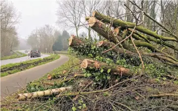  ?? RP-FOTO: MICHAEL HECKERS ?? „Gehölzpfle­ge“kann nach Angaben von Straßen.NRW auch bedeuten, dass stärkere Bäume in größerer Zahl – wie hier am Grenzlandr­ing in Wegberg – entfernt werden müssen, um mögliche Gefahrenqu­ellen zu beseitigen.