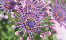  ??  ?? Osteosperm­um “Purple Spoon” shows latest version of the freeway daisy that's catching the eye of Modernism fans.