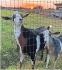  ??  ?? Friendly and very vocal goats help “mow” the pasture.