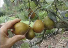  ?? LEE REICH VIA AP ?? This undated photo shows Seckel pears being harvested in New Paltz. Seckel, like other European pears, can be picked mature to finish ripening off the plant.