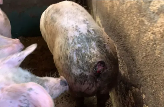  ?? MATTILSYNE­T ?? Dette bildet er tatt på ein av gardane som Nettverk for dyrs frihet har peika ut som versting. Denne grisen har avbiten hale og har ikkje fått behandling­a han skulle hatt.
