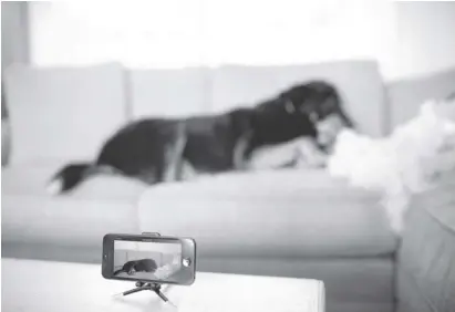  ?? Foto: Camio/dpa ?? Das Smartphone kann den Hund daheim überwachen – wenn der es denn stehen lässt.