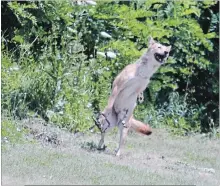  ?? GEORGE AITKIN ?? George Aitkin took this photo of a coyote that was caught in trap at Churchill Park in Cambridge on Wednesday.