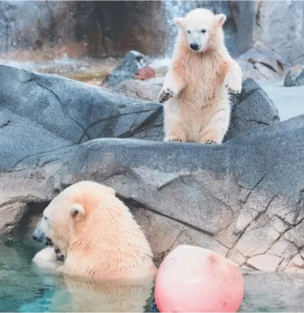  ??  ?? Polar bear cub Mishka explores Polar Pre-School at Sea World with mother bear Liya.