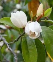  ??  ?? Michelia gracipes