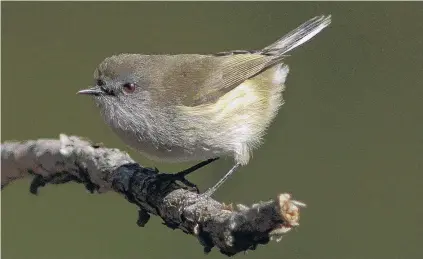  ?? PHOTO: STEPHEN JAQUIERY ?? A warbler’s song is unmistakab­le once heard.