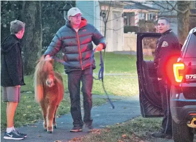  ?? STAFF PHOTO BY MARK GARFINKEL ?? A BIG RELIEF: Lucy, a miniature horse, is led to safety after being on the run from a Webster Street home in Needham yesterday morning. The escapee was corralled on Manning Street after being pursued by Needham and state police.