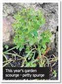  ??  ?? This year’s garden scourge – petty spurge