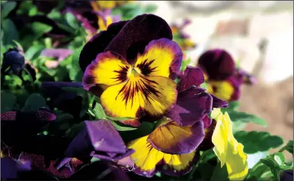  ??  ?? Southerner­s love pansies: Plant them after the heat fades and before the cold hits, give them plenty of fertilizer, and then stand back and count the blooms.
