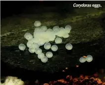  ?? ?? Corydoras eggs.