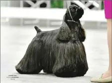  ?? Copyright Nor Cal Bulldogger 2018 ?? Grand Champion Clerwood Silhouette Speed of Light, a black cocker spaniel co-owned by Regina Beinhauer of Peters, finished fourth in the Sporting Group at the Westminste­r Kennel Club dog show Tuesday night.