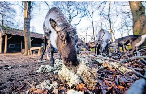  ?? ARCHIVFOTO: REICHWEIN ?? Die Versorgung der Zootiere ist zwar gesichert, angesichts der unsicheren Lage freut sich der Zoo aber dennoch über neue „Futterheld­en.“