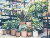  ?? ROOSEVELT NGUYEN ?? Plants in biodegrada­ble nursery pots sit on display at Pollyn in New York. More couples are turning to potted plants in place of cut flowers for their weddings.