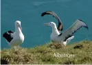  ??  ?? Albatross