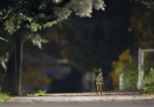  ??  ?? Above: golden jackals often approach built-up areas at night to scavenge for leftovers, either among garbage or on compost heaps.