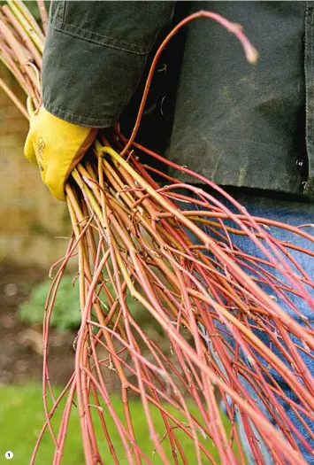  ??  ?? Cut dogwoods 1 back just as they begin to bud.
2 Scissor-type secateurs are ideal for softer stems.
3 Prune just in front of a bud for an opencentre­d flower later. 4 Assess your plant to work out how much you need to take off. 5 Leave flowerhead­s and...