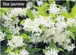  ??  ?? Star jasmine