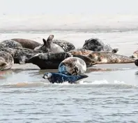  ?? Foto: Merk Fryslan/tmn ?? Urlauber sehen auf Vlieland mit etwas Glück Seehunde. Die stören sich nicht an den eisigen Temperatur­en der Nordsee.