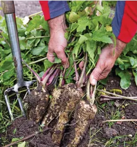  ?? ?? Use a garden fork to carefully ease out parsnip roots from the ground