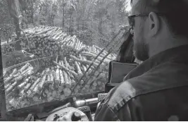  ?? SALTWIRE NETWORK • FILE ?? Peter Allen unloads jack pine logs to roadside at a site being cut for the Athol Forestry Coop in Southampto­n, Cumberland County.