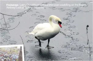  ??  ?? Footsteps Lorna Donaldson spotted this swan waddling on the frozen Airthrey Loch at Stirling University